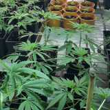 Alcune esemplari di cannabis "light" vendute come piante da ornamento